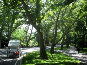 ny central park web