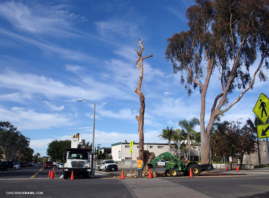 Carlsbad Village tree