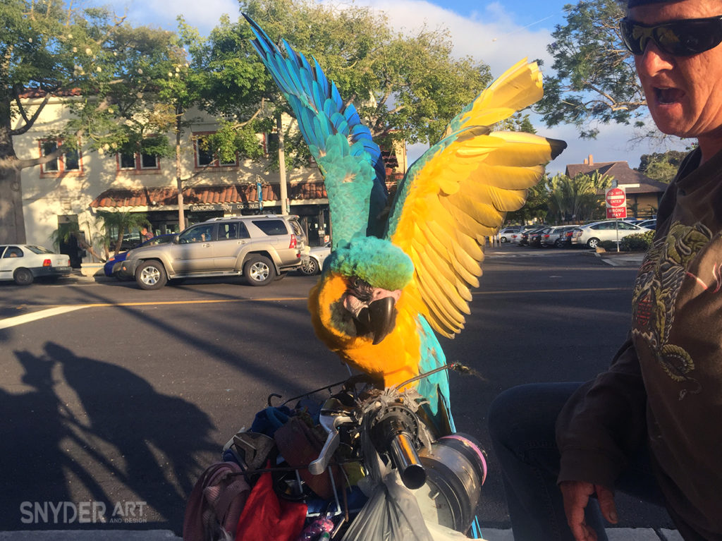 carlsbad bird lady